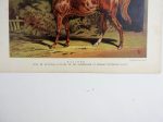 1873 Equine Chromolithograph For Sale