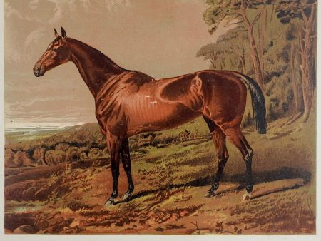 1873 Equine Chromolithograph Fair Nell Discount