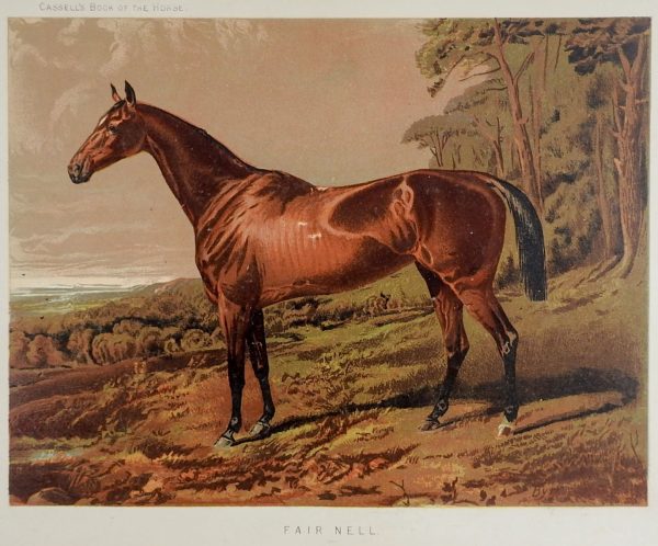 1873 Equine Chromolithograph Fair Nell Discount