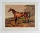 1873 Equine Chromolithograph Fair Nell Discount