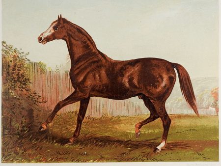 1873 Equine Chromolithograph Blairathol Supply