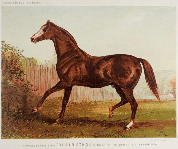 1873 Equine Chromolithograph Blairathol Supply