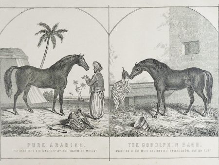 1894 Arabian Horse Godolphin Barb Engraving Sale