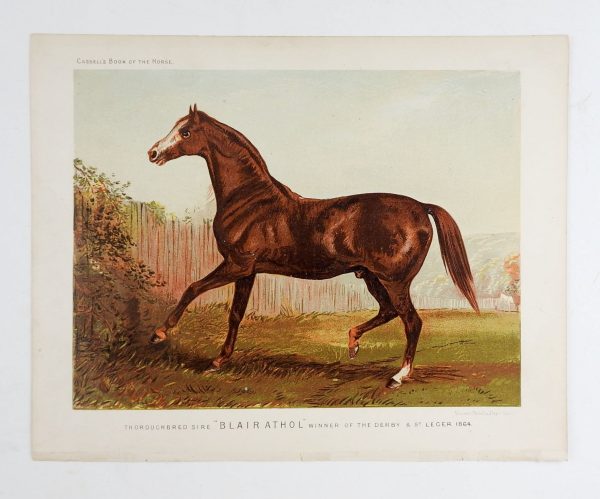 1873 Equine Chromolithograph Blairathol Supply