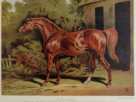 1873 Equine Chromolithograph For Sale