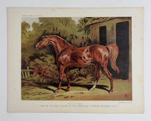 1873 Equine Chromolithograph For Sale